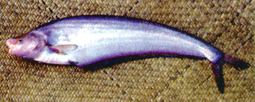 Record photograph for Hemisilurus mekongensis